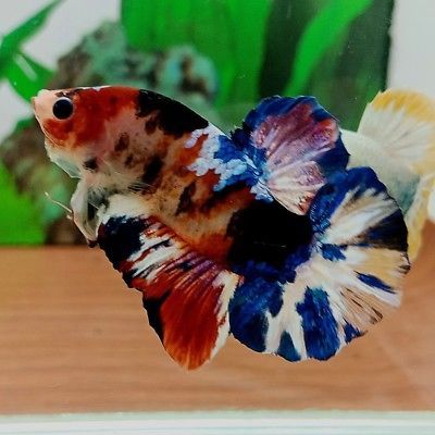 live-betta-fish-hmpk-fancy-koi-galaxy-male-from-thailand