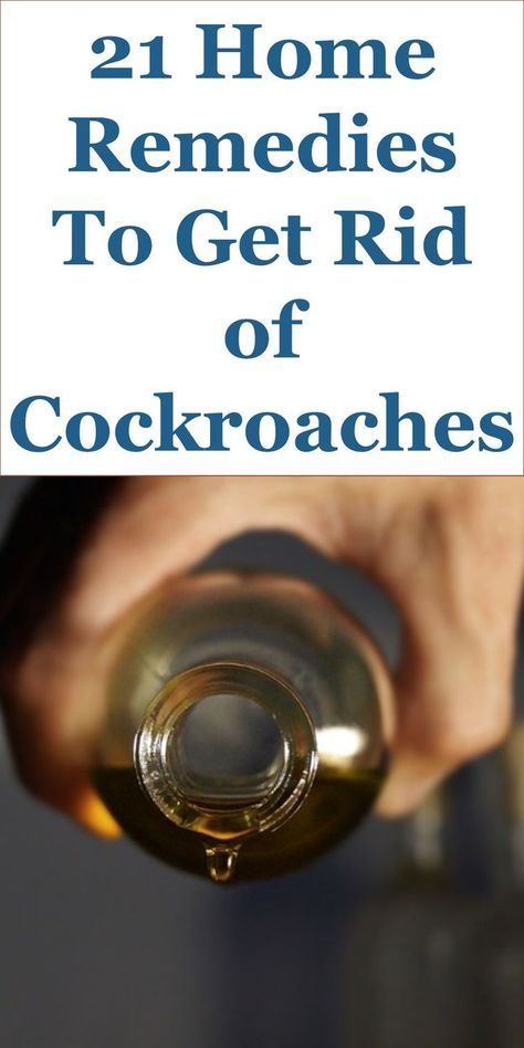 21 Home Remedies & Cockroach Repellents To Get Rid of Cockroaches ... 21 Home Remedies & Cockroach Repellents To Get Rid of Cockroaches ...