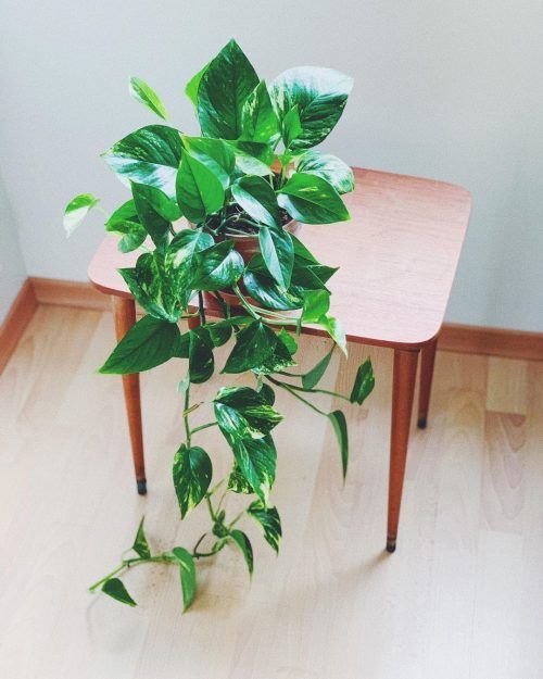 Home Garden Plants, Home And Garden, Mata, Color Verde, Plant Leaves, House Styles, Projects, Bedroom, Photos