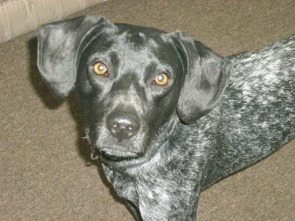 German Shorthairs, REWARD (Glyndon) If you know the where