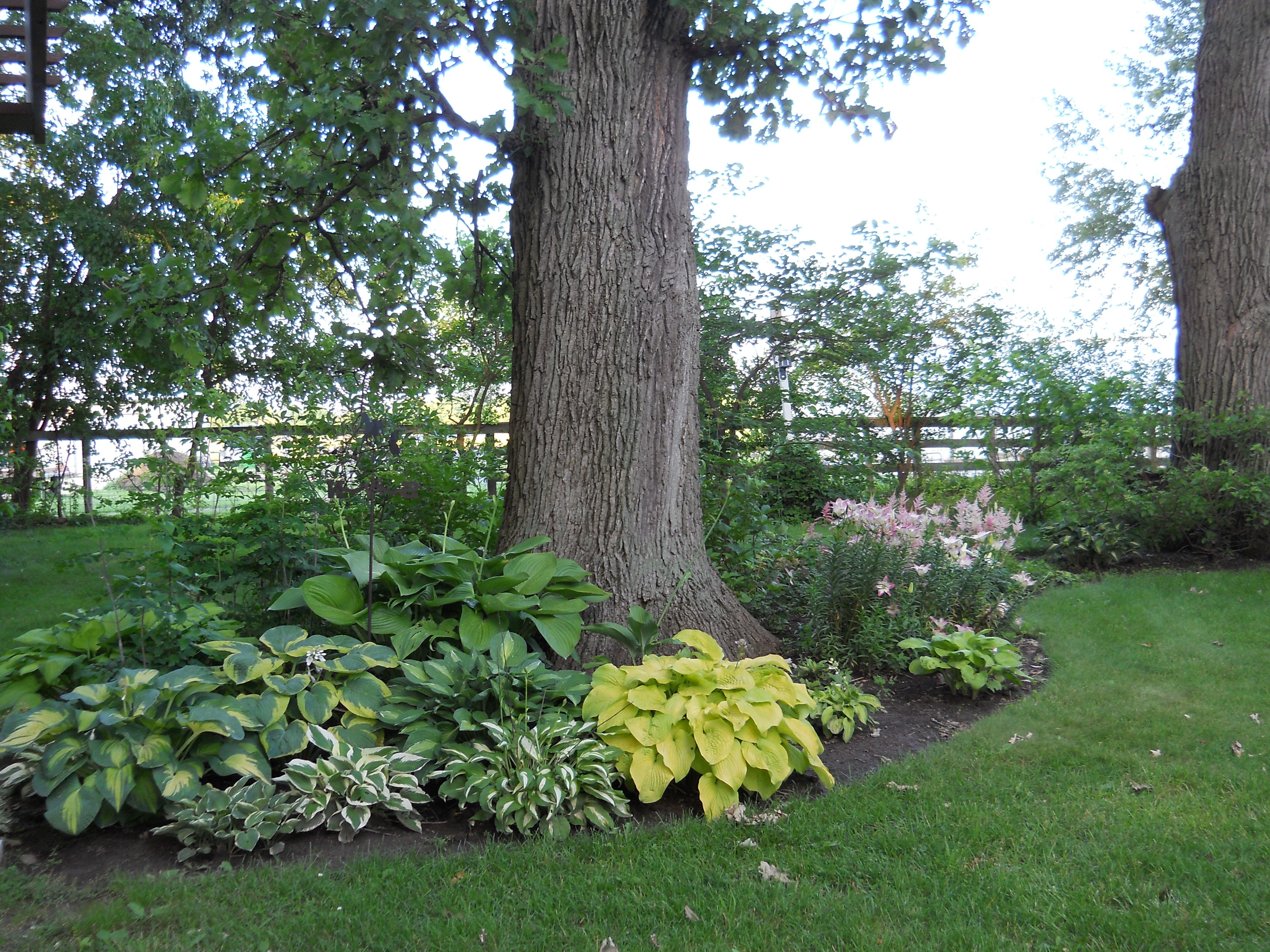 Pin on Hosta Garden Ideas