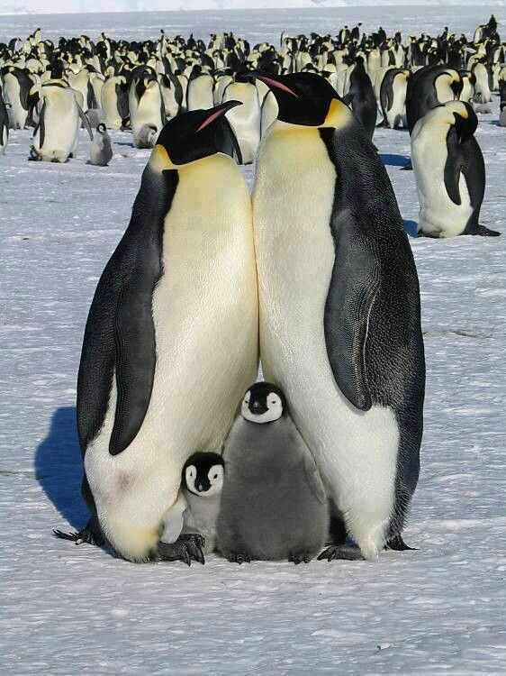 My Baby Loves Penguins Imagenes De Animales Tiernos Pingüinos Animales Y Sus Crias