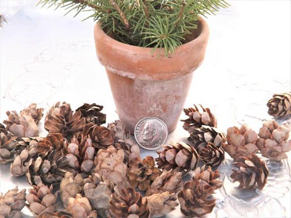Hemlock Cones Tiny Pine Small Hemlock Cones Tiny Pine Small