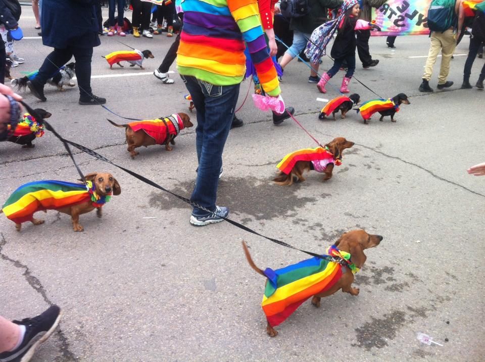 Dachshund Parade At Edmonton Pride 2017 Cute With Images