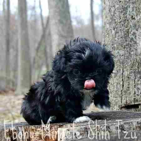 The Shih Tzu Dog Temperament Personality Shih Tzu Shih Tzu