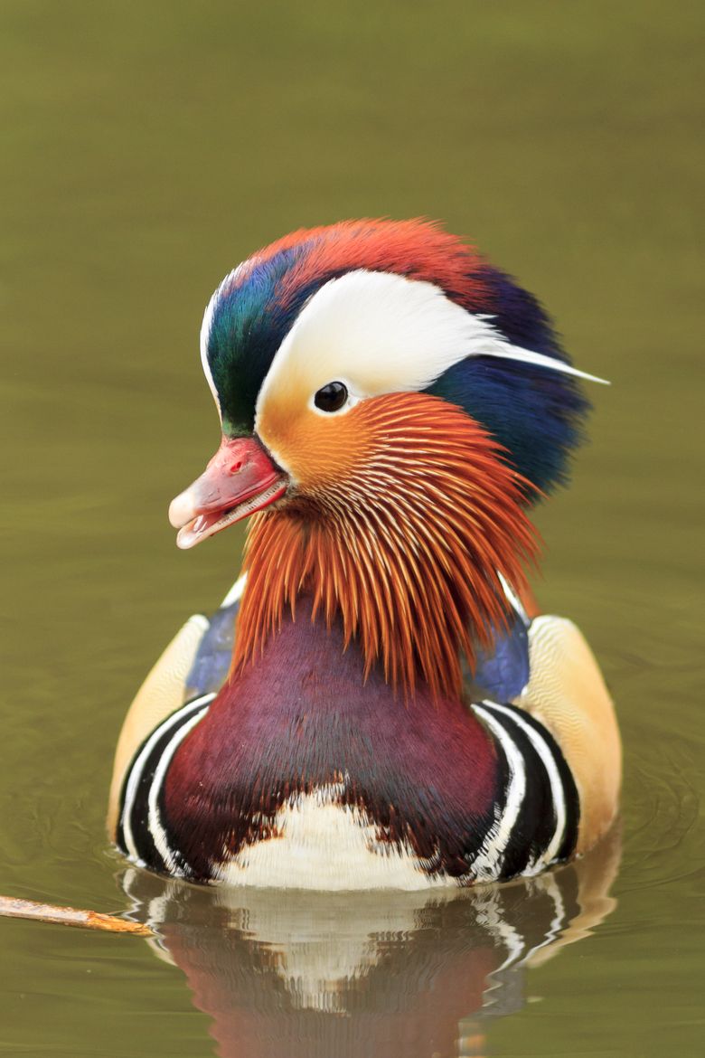 Mandarin Duck: description and photo. Find out where the mandarin duck lives 5 Mandarin Duck: description and photo. Find out where the mandarin duck lives 8