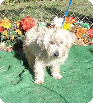 Pin By Tamie Back On Faith In Humanity Restored Cairn Terrier