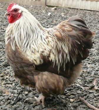 Easter Egger Rooster Chickens Backyard Barnyard Animals Chicken Humor