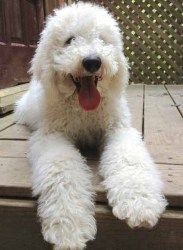 Adopt Va Baxter Adopted On Searching For My Perfect Dog