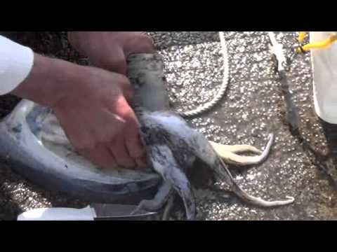 波止でモンゴウイカをさばく コウイカ 海釣り 和歌山 波止でモンゴウイカをさばく コウイカ 海釣り 和歌山