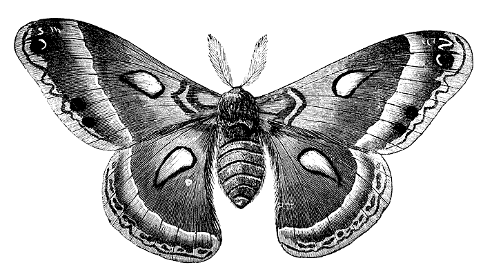 Large Cecropia Moth Rubber Stamp