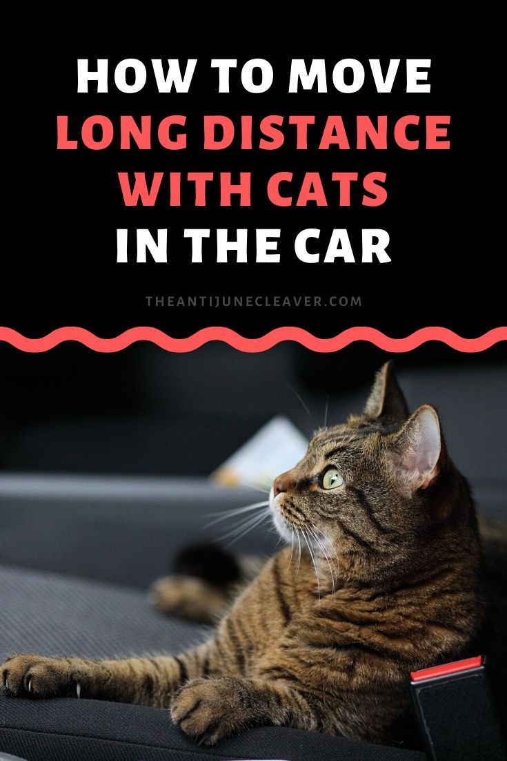Pretty from a Distance by Cat McCarrey Pretty from a Distance by Cat McCarrey