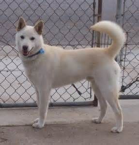The Number One Article On Buy Puppy Singapore Jindo Dog Buy