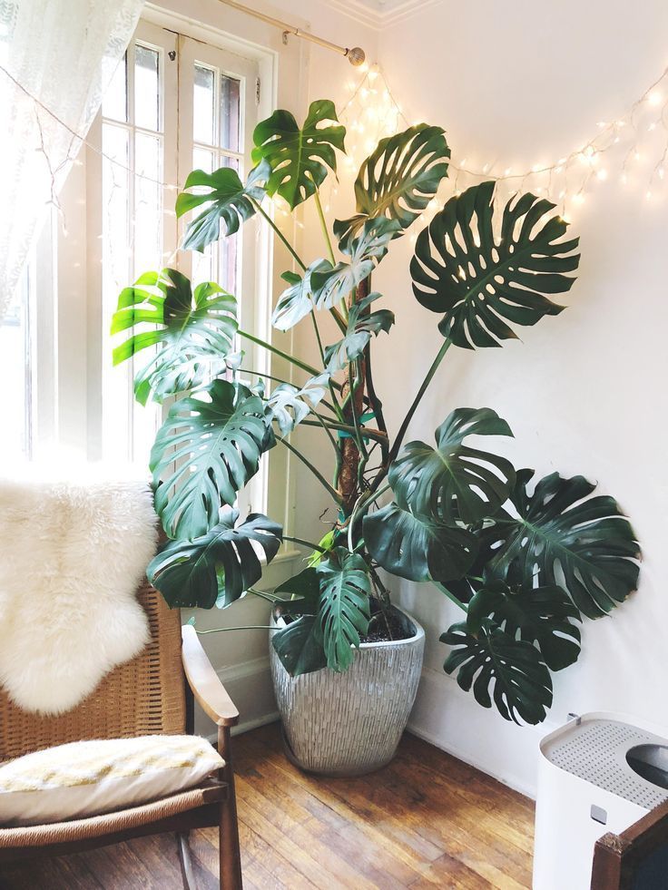 my monstera is so much happier on his moss pole! #jardineríaenmacetas