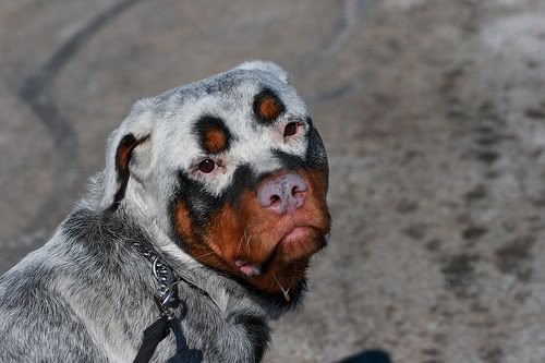 Albino Rottweiler Get Out Of The Way Next Is An Albino