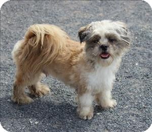 Quakertown Pa Havanese Shih Tzu Mix Meet Buster A Dog For