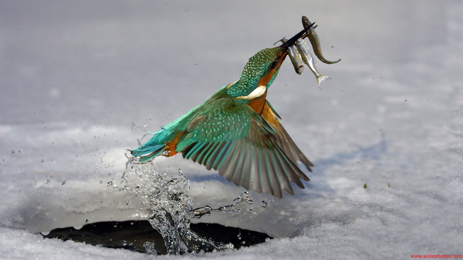 bird catching 3 fish