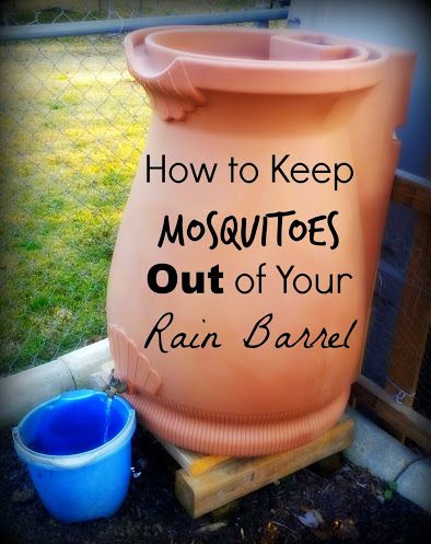 How to Keep Mosquitoes from Breeding in Your Rain Barrel — Greneaux Gardens Outdoor Projects, Garden Projects, Garden And Yard, Vegetable Garden, Rain Garden, Gutter Garden, Garden Shade, Herb Garden, Rain Barrels Diy