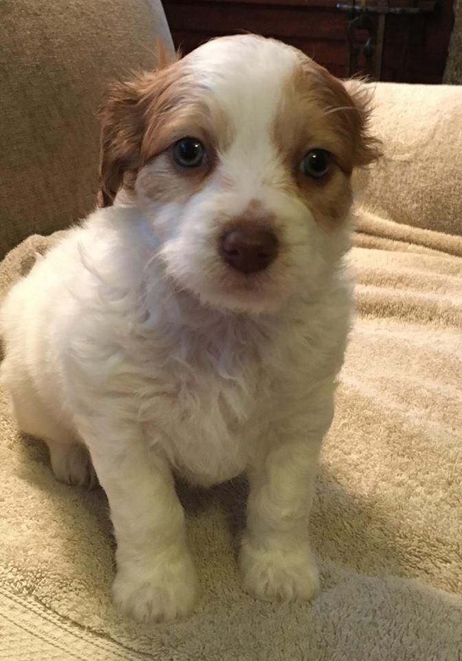 Adopt Blue On Dogs Dogs Terrier Rescue Cairn Terrier