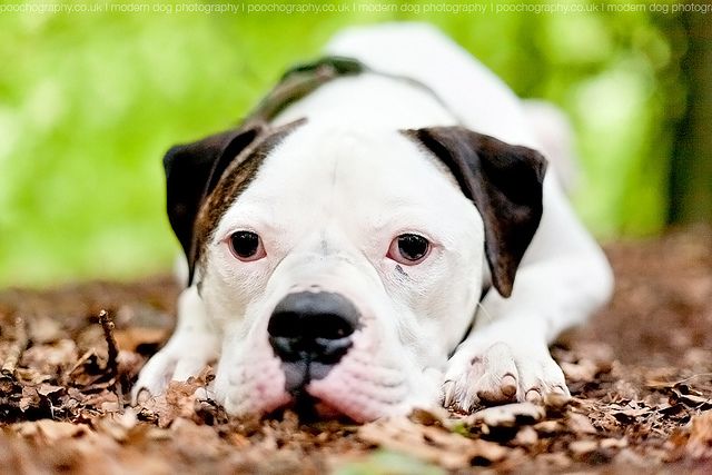 Why So Glum American Bulldog Puppies American Bull Bull