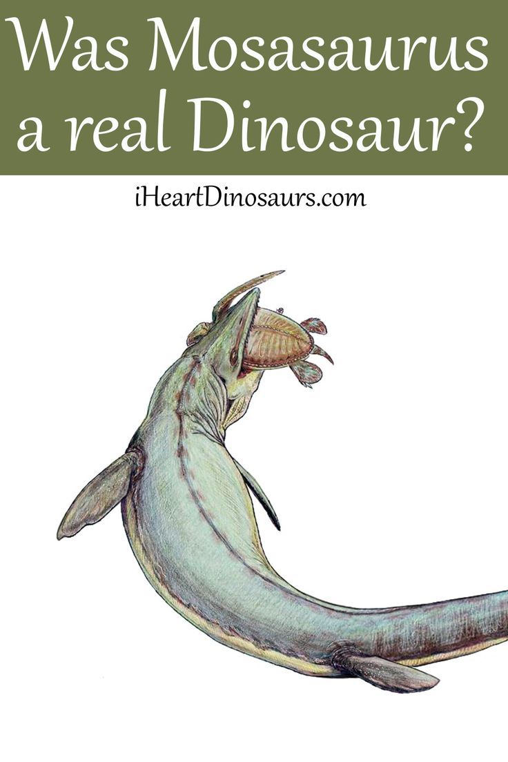 Mosasaurus – Was it a real dinosaur? Mosasaurus lived 83,6 – 66 million years ago but were more like an ancient sea monster, bigger than any known dinosaur. When it was first discovered, people thought it was a crocodile or a whale. Oh, how wrong they were! So, no, it wasn’t a real dinosaur. Mosasaurus was a marine reptile and weather a dinosaur nor a fish! And how come it wasn't classified as a dinosaur? Read more on iHeartDinosaurs.com! Dinosaur Obsessed, Real Dinosaur, Sea Monsters, Reptiles, Whale, Fish, Crocodile, Marine, Wrong