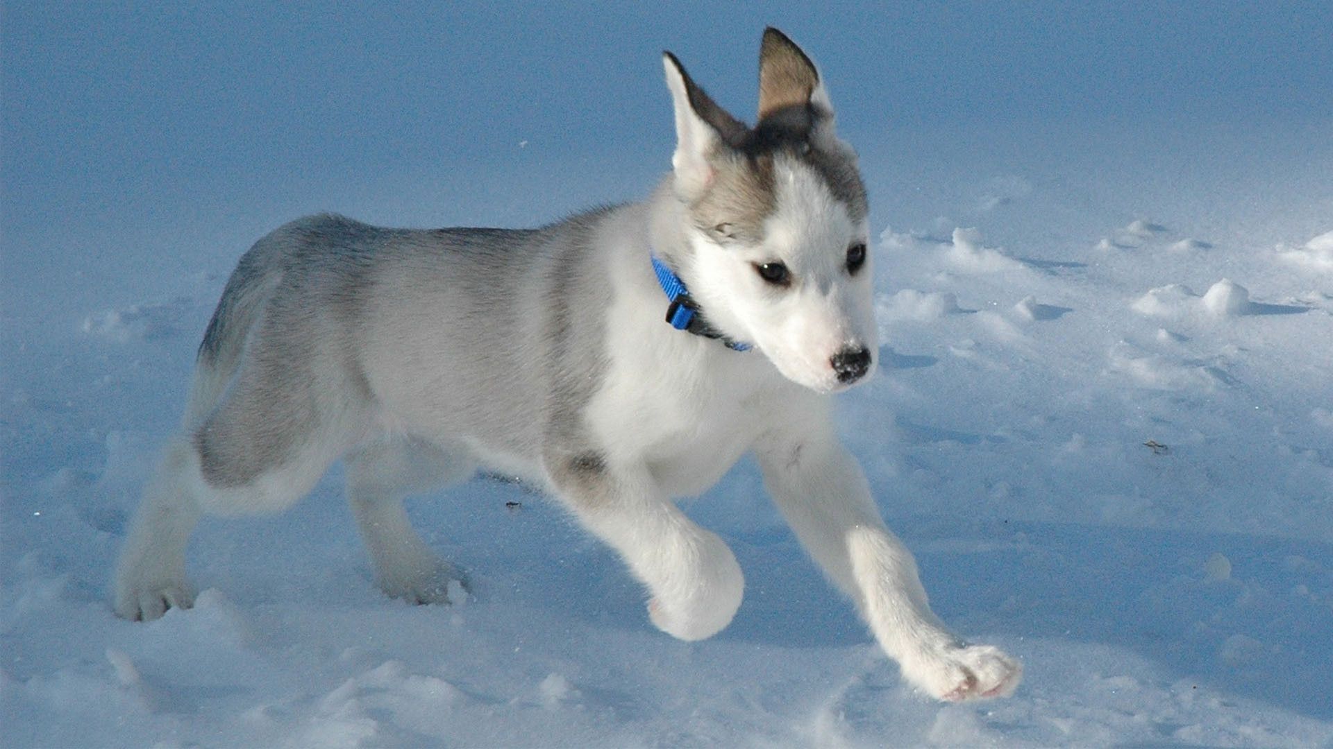 Running In The Snow Husky Puppy Siberian Husky Dog Siberian