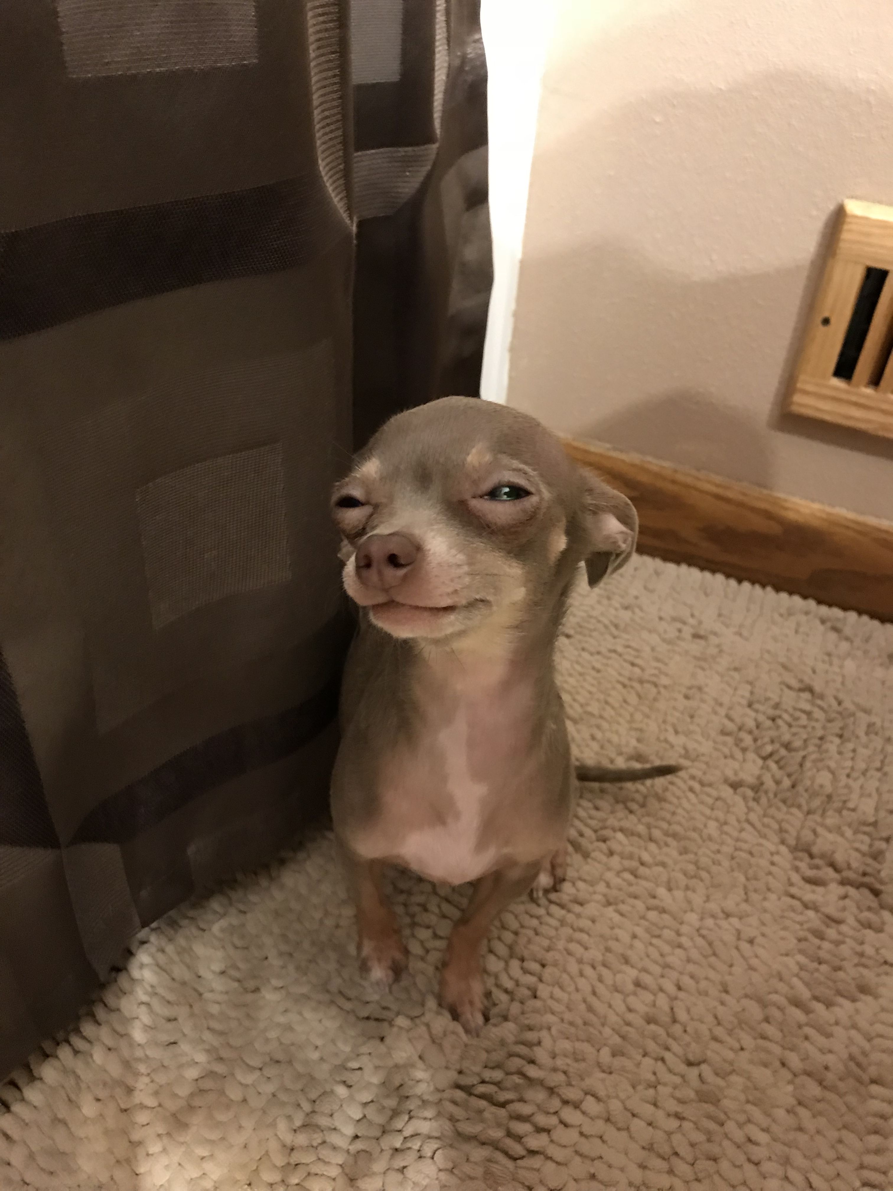 I M So Happy Oscarthebluechihuahua Cute Animal Pictures Cute