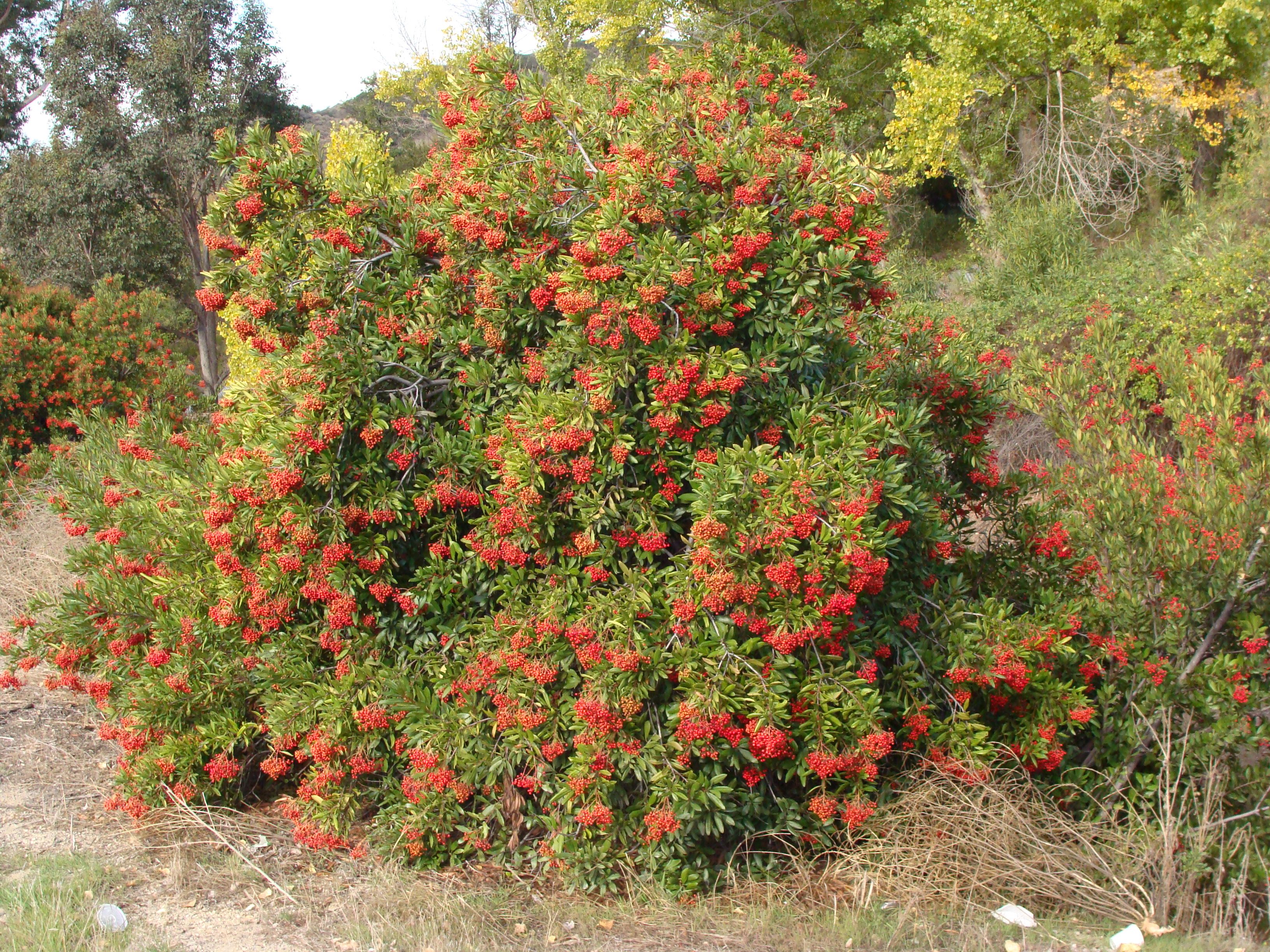 Toyon Heteromeles Arbutifolia California Native 6 10 toyon-heteromeles-arbutifolia-california-native-6-10
