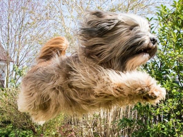 Cute Yorkshire Pudel Mischling In 2020 Yorkshire Terrier Animal