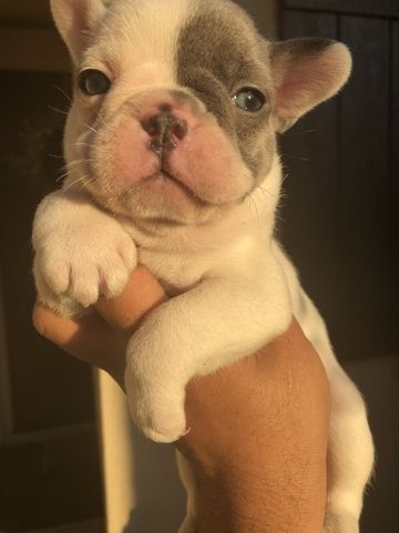 Litter Of 3 French Bulldog Puppies For Sale In Stockton Ca Adn