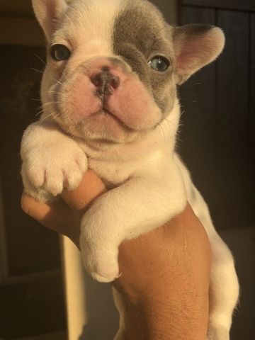 Litter Of 3 French Bulldog Puppies For Sale In Stockton Ca Adn 51641 On Puppyfinder Com Gender Fema Bulldog Puppies For Sale Puppies For Sale French Bulldog