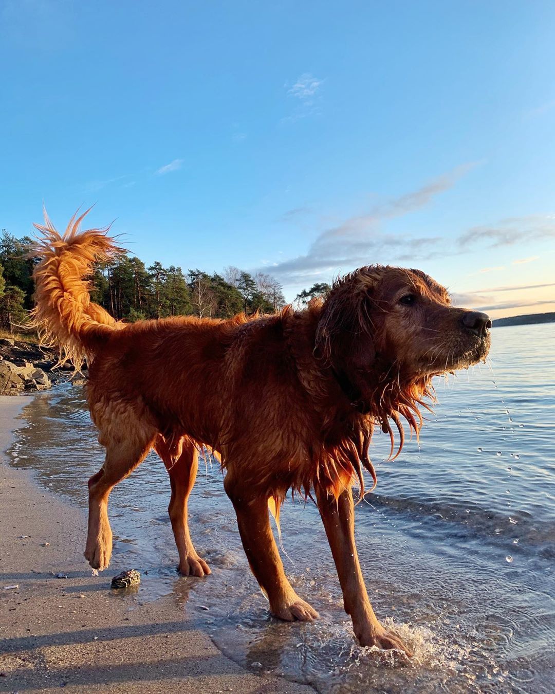 Leidiane Bueno on Instagram: “#oslo #norway #photography #photographylovers #fotografia #dogsofinstagram #dog #dogstagram” Photography Lovers, Oslo, Dogsofinstagram, Norway, Animals, Animales, Animaux, Animal, Animais