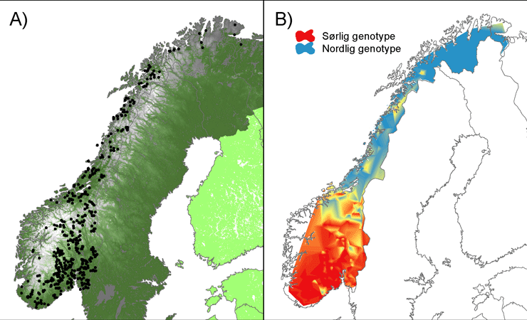 Genetisk variasjon og innavl hos norsk elg Elg