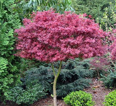Evergreen Gardens Shrubs For Landscaping Organic Plants Small Evergreen Shrubs