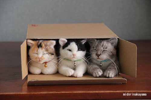 Three little cats lost their flats, and had to move in as one. They found that their flat was small for three cats, and one squatter had to run.