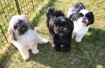 Standard Size Breeders Net Chester Springs Pa Shih Tzu