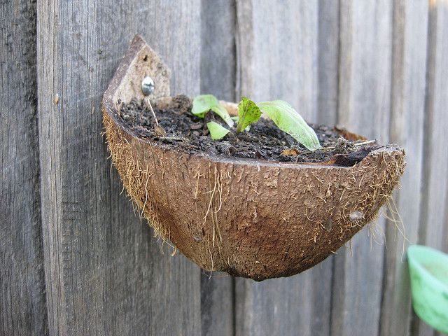 HALF COCONUT HUSK SHELL HANGING BASKET POT WALL MOUNTING ORCHID FLOWER PLANTER