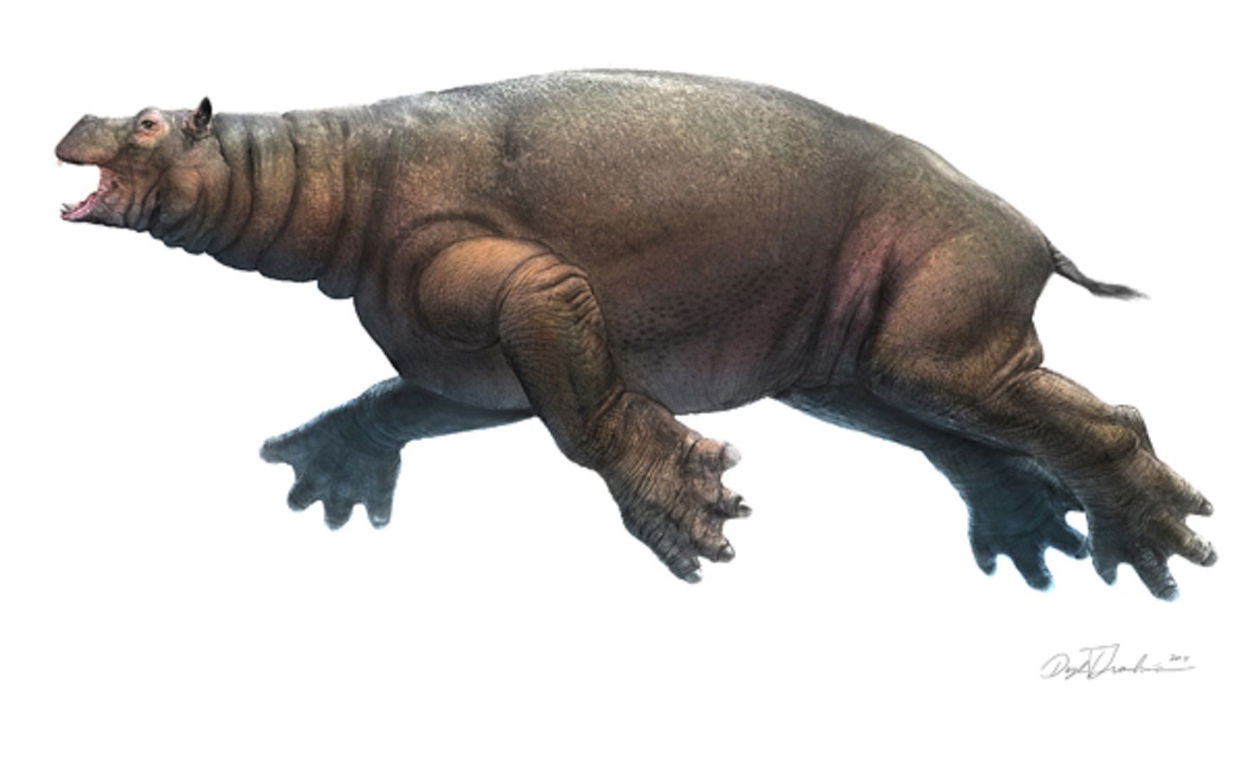 Art illustration - Prehistoric Mammals - Neoparadoxia cecilialina: a