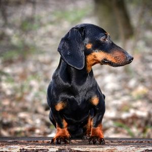 The Dachs In Dachshund Comes From A German Word For Badger As The