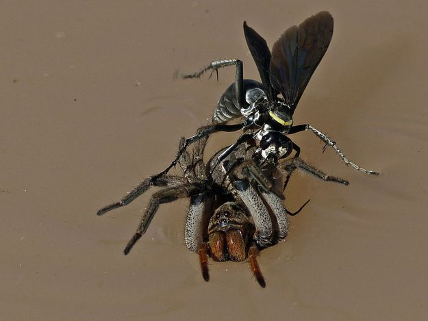 the tarantula hawk tarantula hawk animal kingdom and animal tarantula hawk size