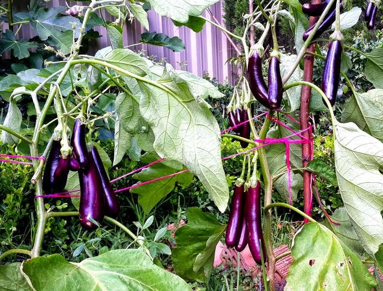How To Grow Ichiban Japanese Eggplants Eggplant Eggplant Plant Japanese