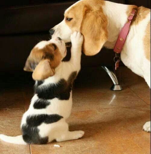 13 Things All Beagle Owners Know To Be True Baby Beagle Cute