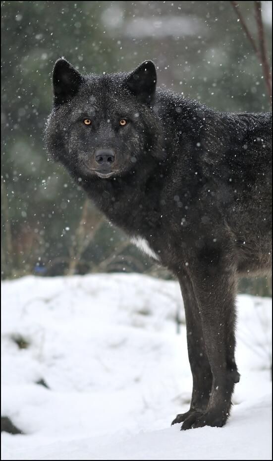Stunning Wildlife on Twitter Stunning Wildlife on Twitter