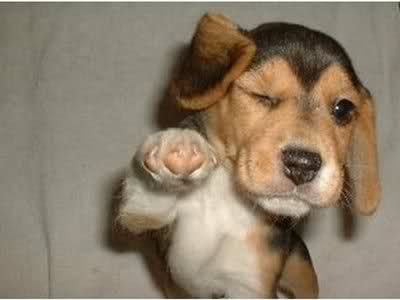 Puppy Wink Funny Animal Memes Puppies Funny Funny Animals
