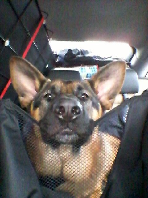Gezellig In De Auto Cat Drooling Shepherd Dog Dog Rules