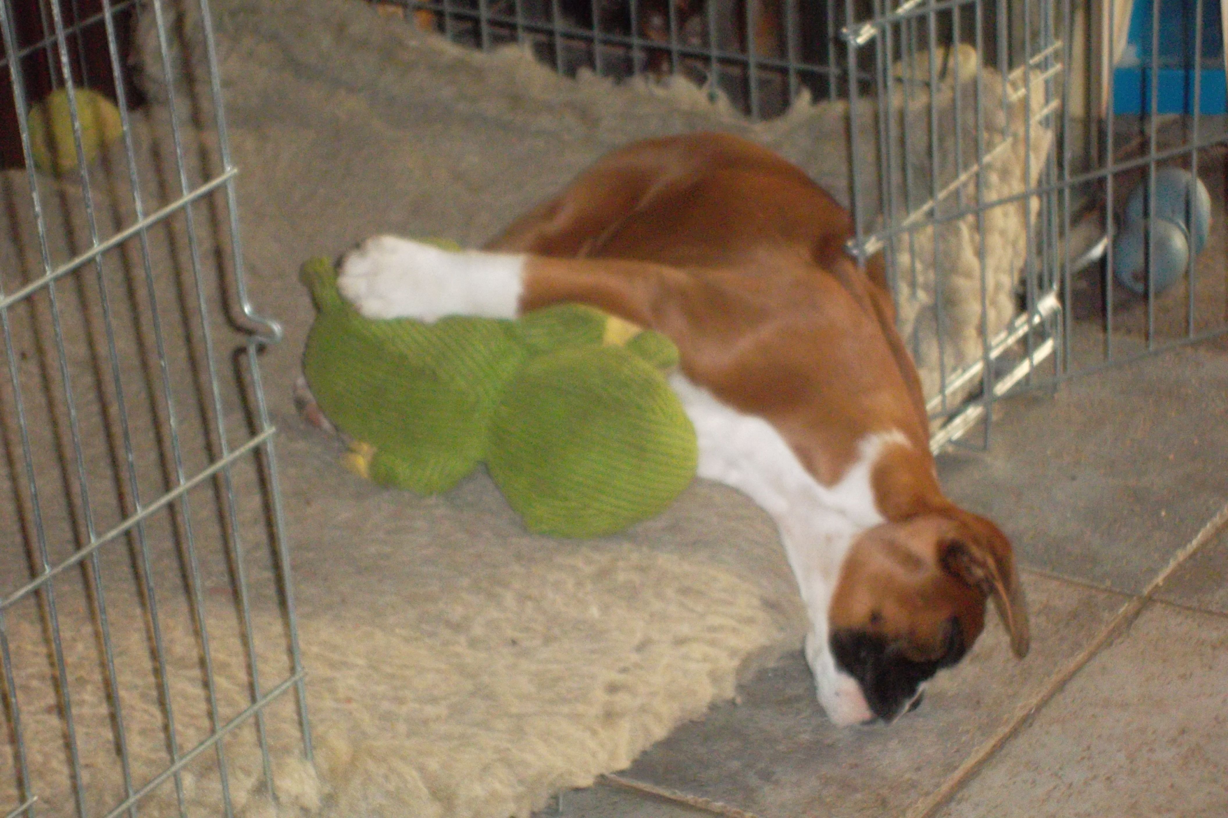 hoe lang slapen honden per dag