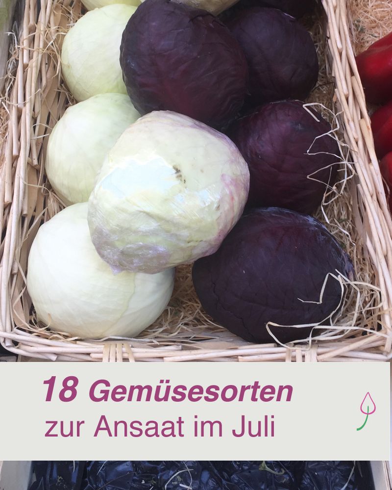 Welche Gemuse Kann Man Im Juli Pflanzen Welches Gemuese Im Juli Pflanzen - Travel Qoutes