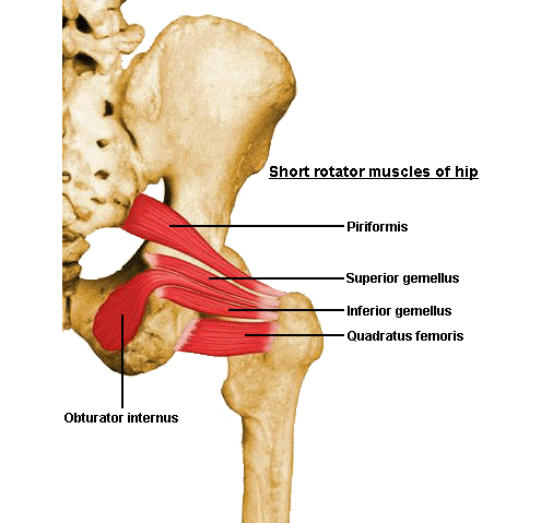 anatomy obturator superior gemellus internus memrise muscle hip pain muscles piriformis fun healthcare medicine remember easy way und unlv decker