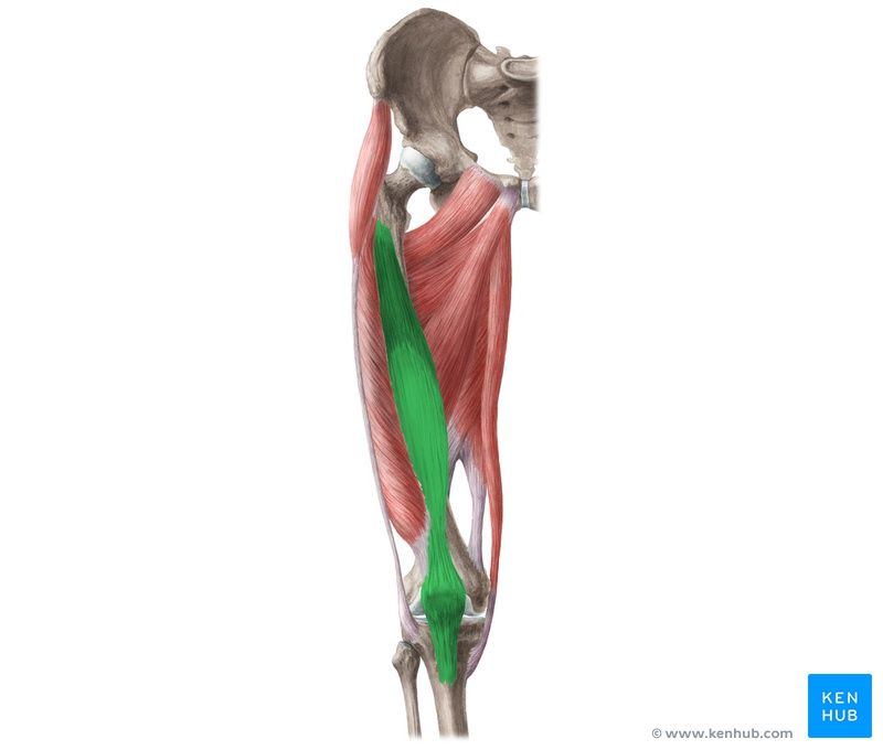 Rectus Femoris Origin And Insertion Google Search Muscle Anatomy Muscular System Anatomy Acupressure Treatment