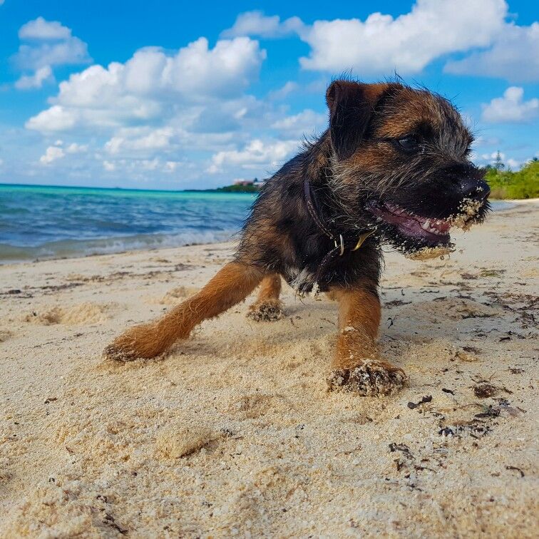Ferguson The Red Grizzle Border Terrier Fun In The Bermuda Sun